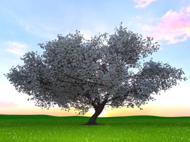 kiraz ağacı 3d cg render