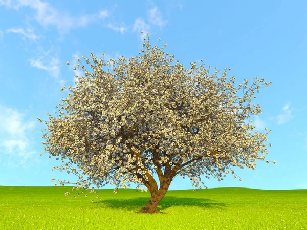 3D CG representación de un cerezo — Foto de Stock