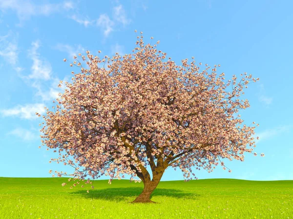 3d cg 渲染的一棵樱桃树 — 图库照片