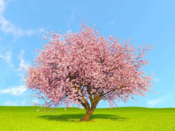 3D CG rendering of a cherry tree — Stock Photo, Image