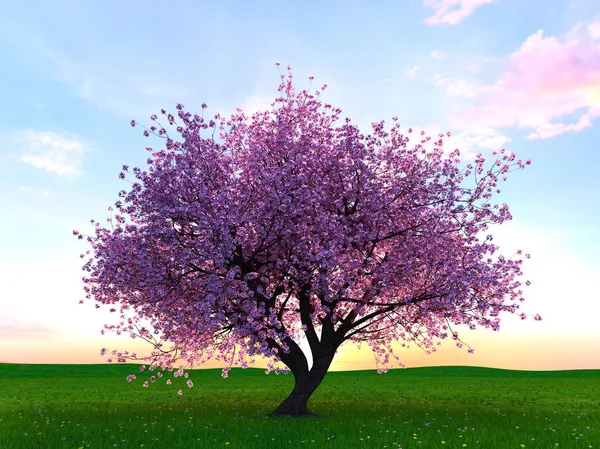 3D CG візуалізація вишневого дерева — стокове фото