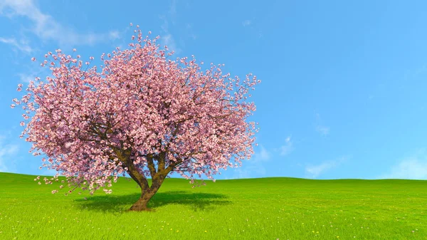 Renderowania 3D cg wiśniowego drzewa — Zdjęcie stockowe