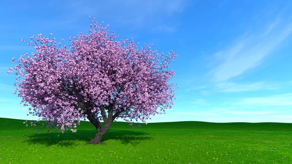 3D CG renderização de uma cerejeira — Fotografia de Stock