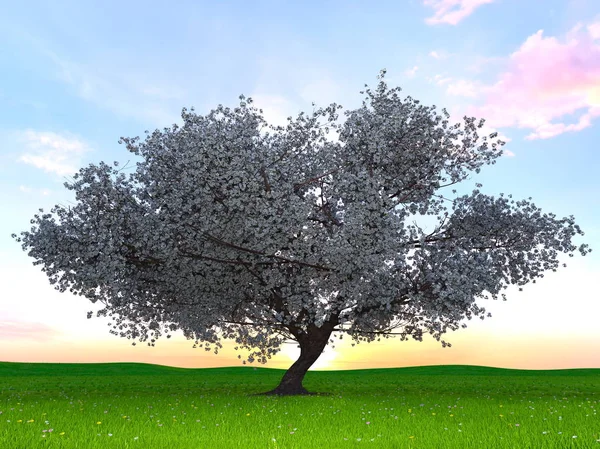 3D CG rendering of a cherry tree — Stock Photo, Image