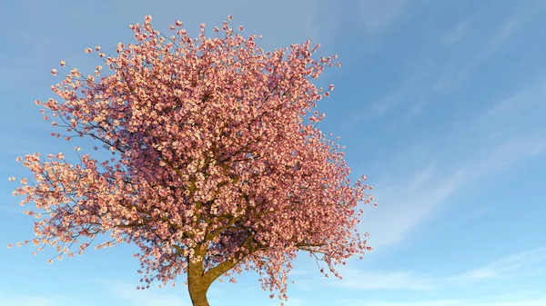 Render CG 3D dari pohon ceri — Stok Foto
