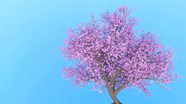 Renderowania 3D cg wiśniowego drzewa — Zdjęcie stockowe