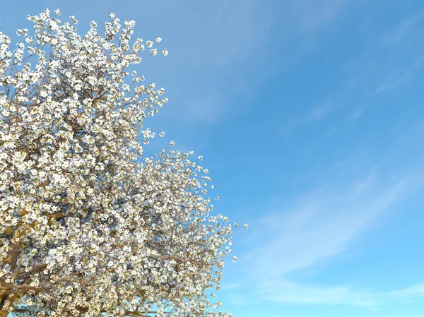 3D-s cg renderelés cseresznyefa — Stock Fotó