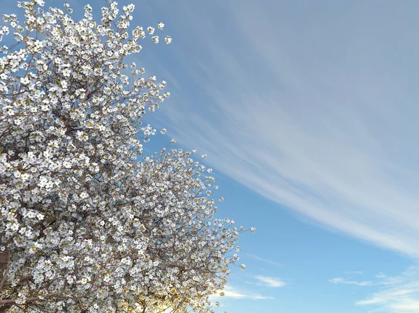 3D cg Darstellung eines Kirschbaums — Stockfoto