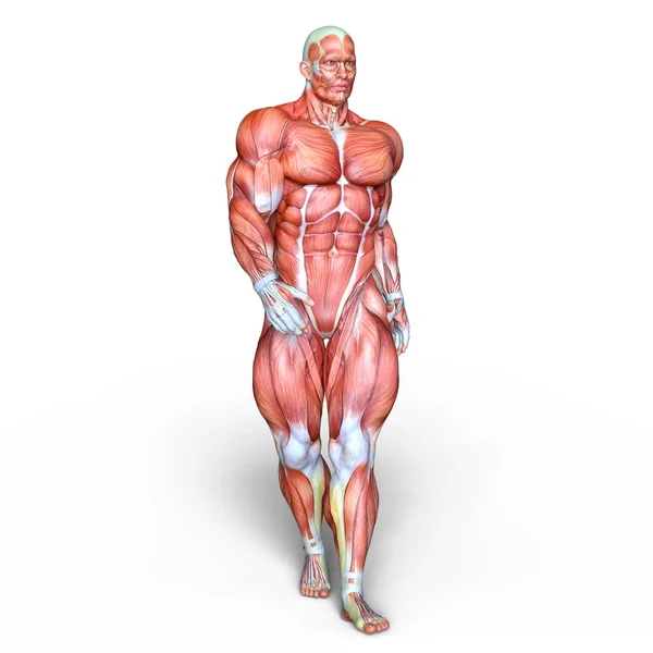 3D CG rendering of a male lay figure — Stock Photo, Image