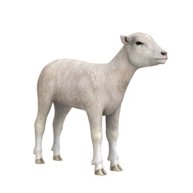 3d cg işleme bir koyun