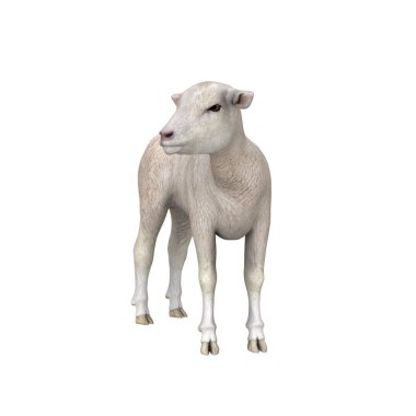 3d cg işleme bir koyun