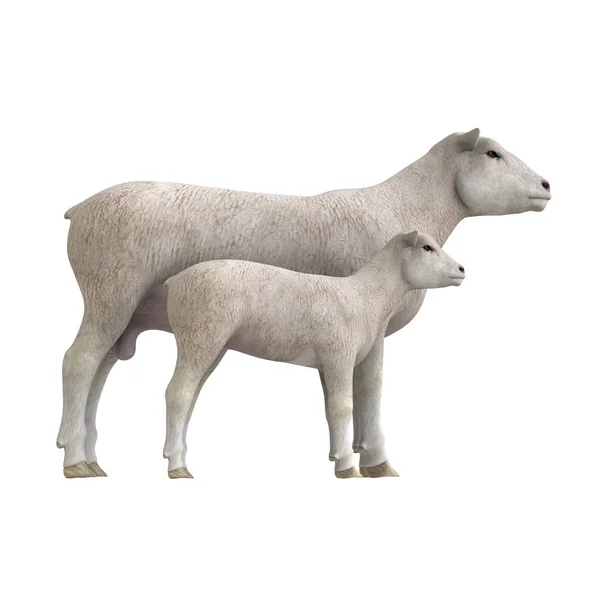 3d cg işleme bir koyun — Stok fotoğraf