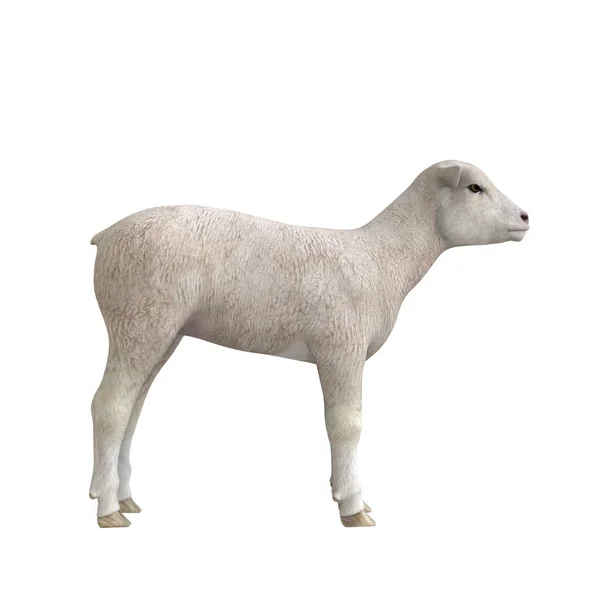 3D-cg rendering van een schaap — Stockfoto