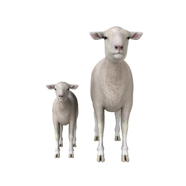 Representación 3D CG de una oveja —  Fotos de Stock
