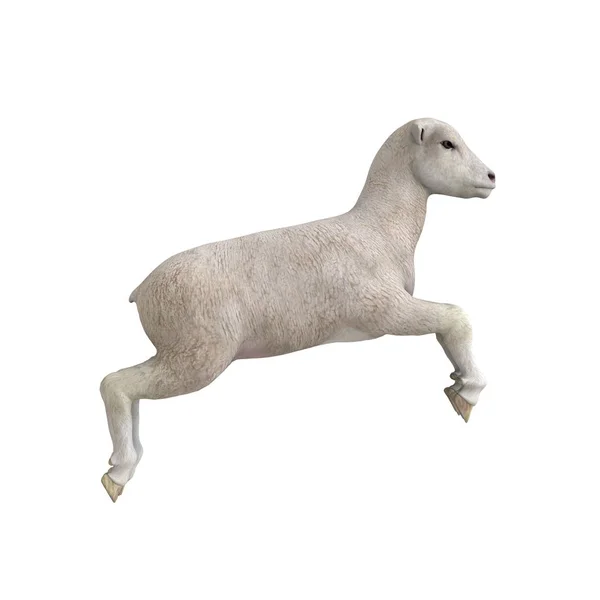 3d cg 渲染的一只羊 — 图库照片