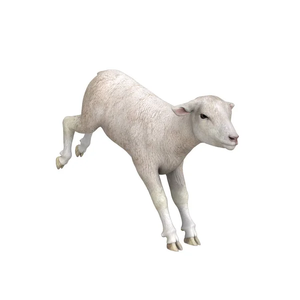 3D cg-rendering av en får — Stockfoto