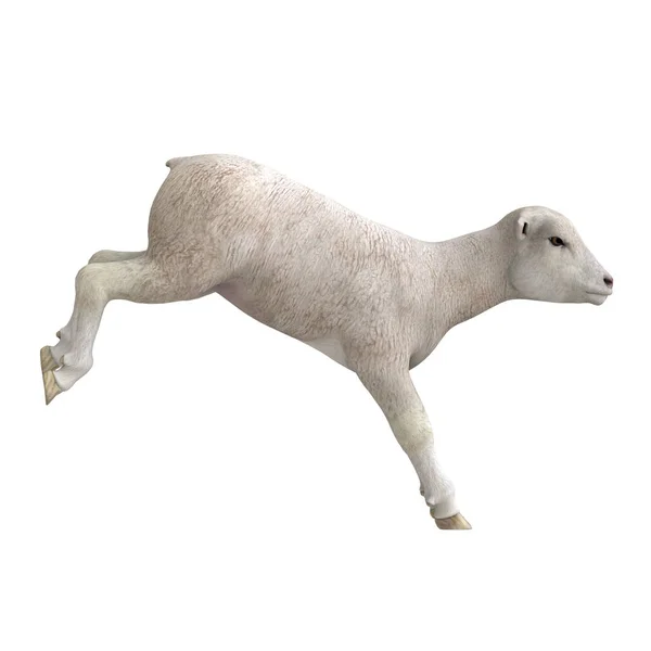 Representación 3D CG de una oveja — Foto de Stock