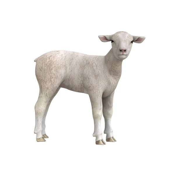 3d cg 渲染的一只羊 — 图库照片