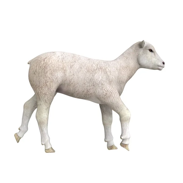 3D CG renderização de uma ovelha — Fotografia de Stock