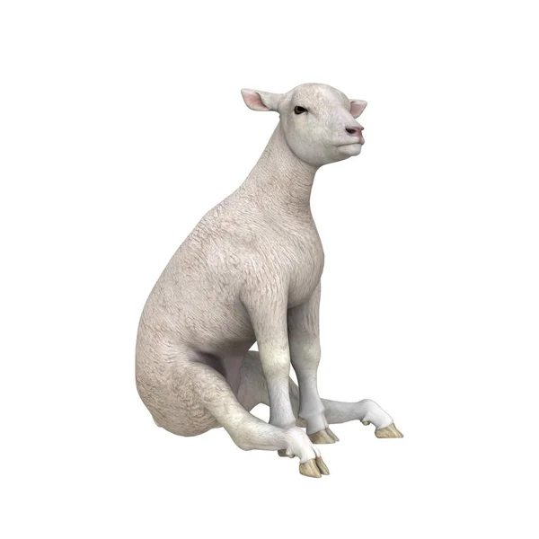 3D cg-rendering av en får — Stockfoto