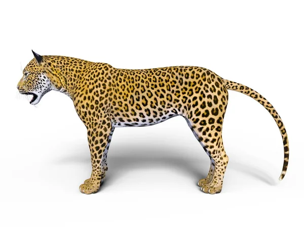 Rendering 3D CG di un leopardo — Foto Stock