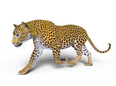 3d cg işleme bir leopar