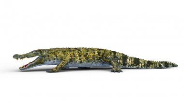 3d cg işleme bir timsah