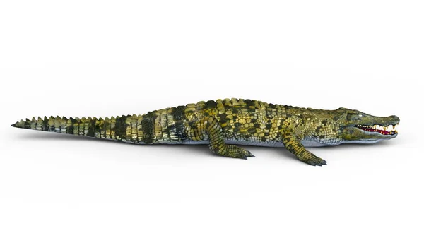 3D cg-rendering av en krokodil — Stockfoto