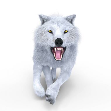 3d cg işleme Beyaz kurt