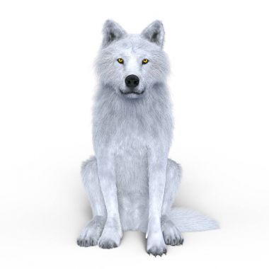 3d cg işleme Beyaz kurt