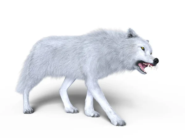 3D-s cg visszaadás-ból egy fehér Farkas — Stock Fotó