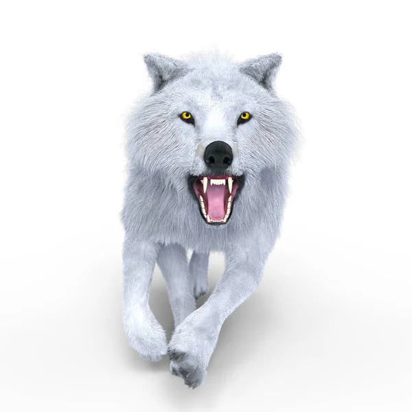 3D-cg-Darstellung eines weißen Wolfes — Stockfoto