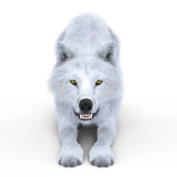 3D-s cg visszaadás-ból egy fehér Farkas — Stock Fotó