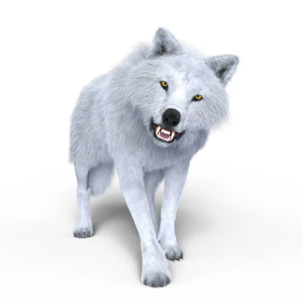 Απόδοσης 3D cg ένα λευκό λύκος — Φωτογραφία Αρχείου