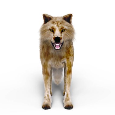 3d cg işleme bir kurt