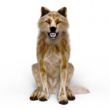 3d cg işleme bir kurt