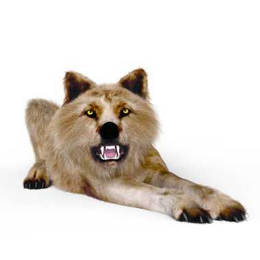 3d cg işleme bir kurt