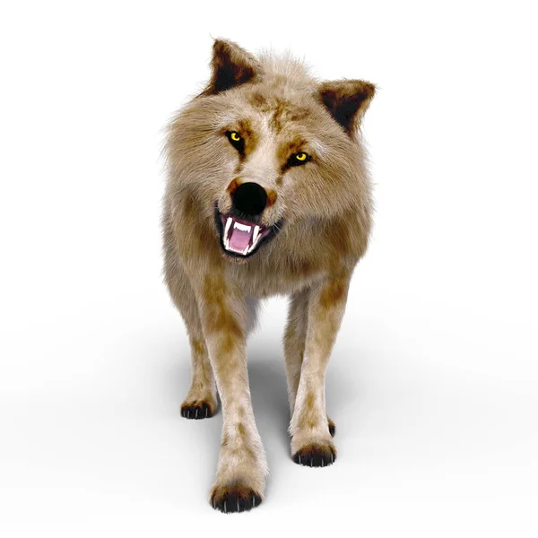 Renderowania 3D cg wilka — Zdjęcie stockowe