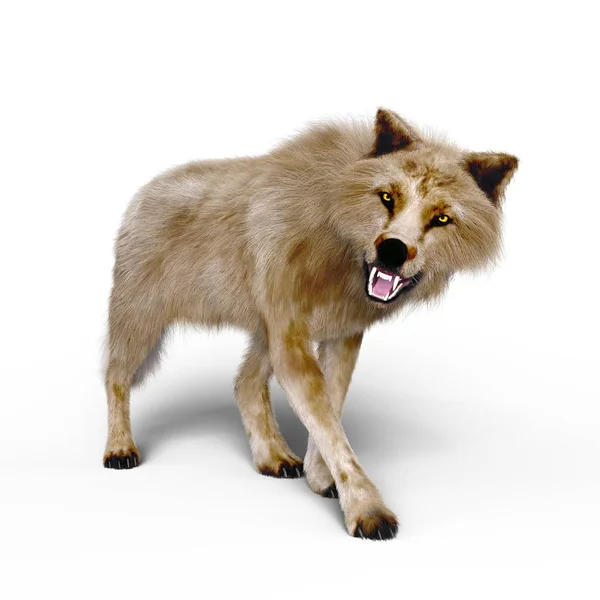 3D CG representación de un lobo — Foto de Stock