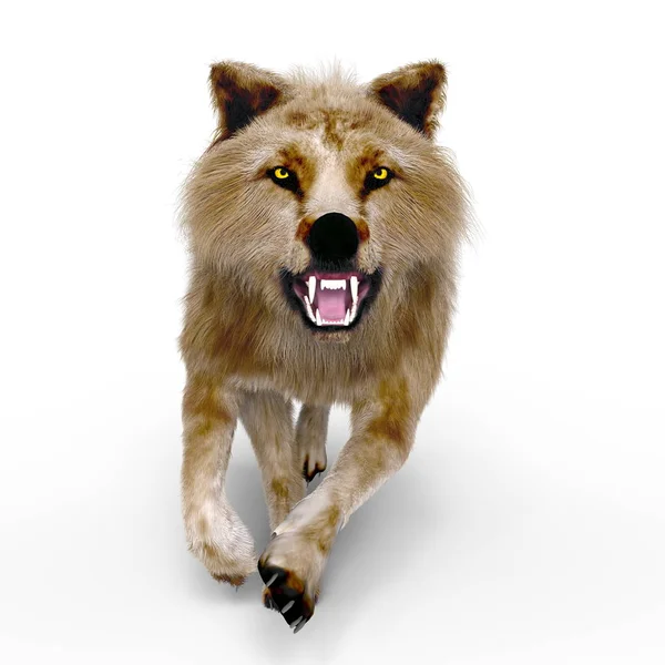 3D-cg rendering van een wolf — Stockfoto