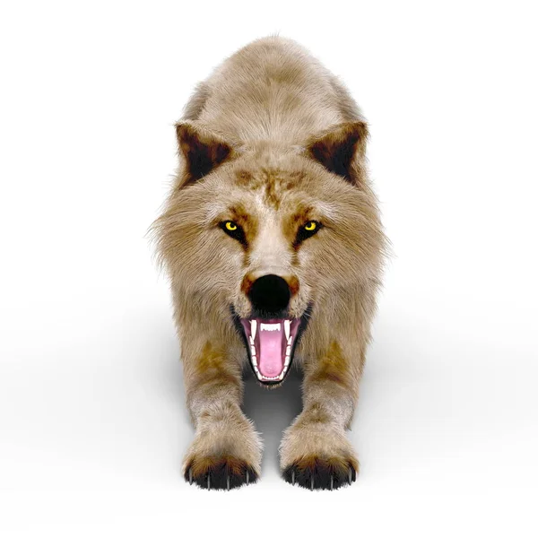 3D CG representación de un lobo — Foto de Stock