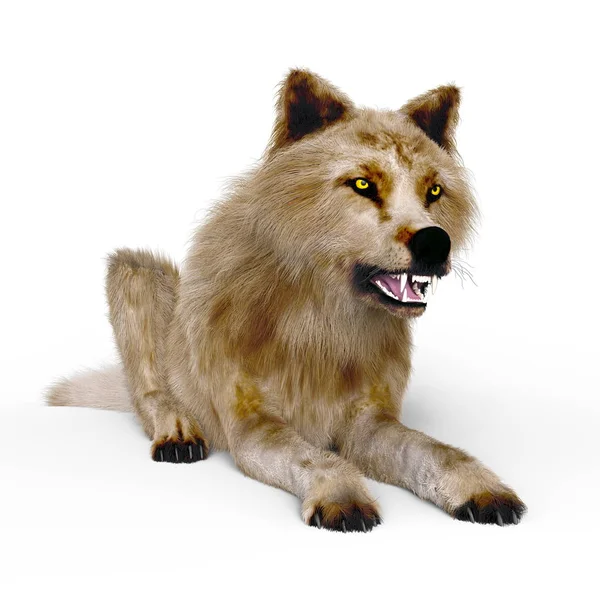3D CG renderização de um lobo — Fotografia de Stock