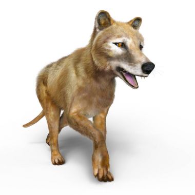 bir thylacine 3d cg render