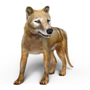 3D CG rendering of a thylacine clipart