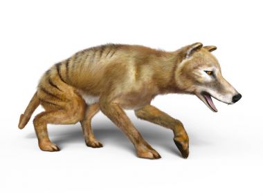 bir thylacine 3d cg render