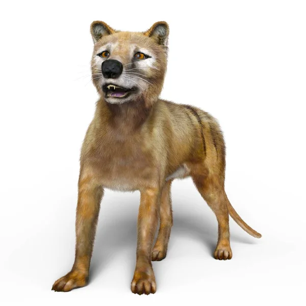 Bir thylacine 3d cg render — Stok fotoğraf