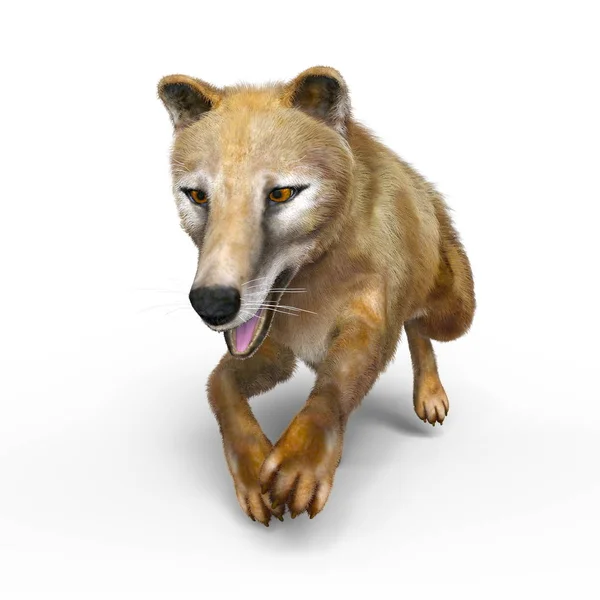 3D CG renderização de um tilacino — Fotografia de Stock