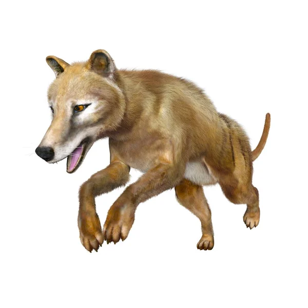 Thylacine의 3d cg 렌더링 — 스톡 사진