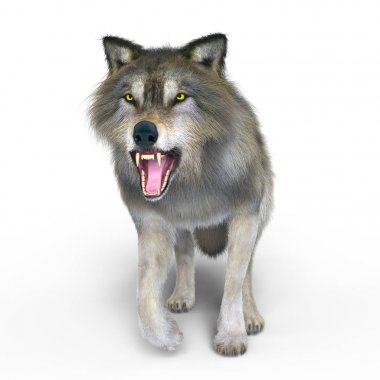 3d cg işleme bir kurt