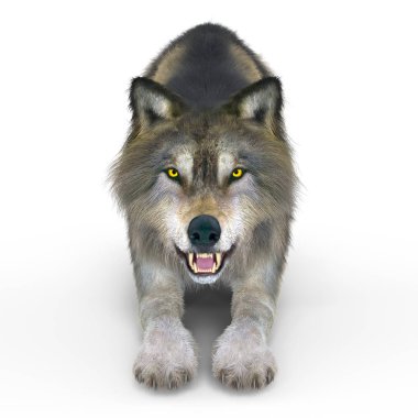 3d cg işleme bir kurt